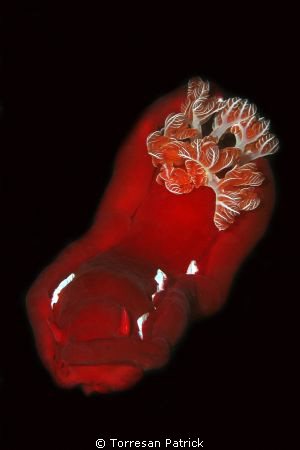 Spanish dancer by Torresan Patrick 