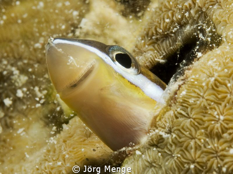 HI HI HI by Jörg Menge 