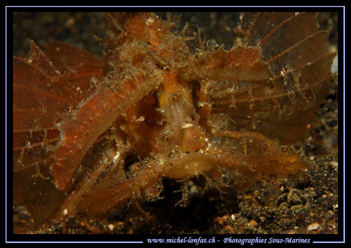 face to face with an Ambon Scorpion Fish in the waters of... by Michel Lonfat 