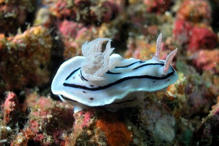 Chromodoris, Puerto Galera, the Philippines.
Nikon Coolp... by Ugo Gaggeri 
