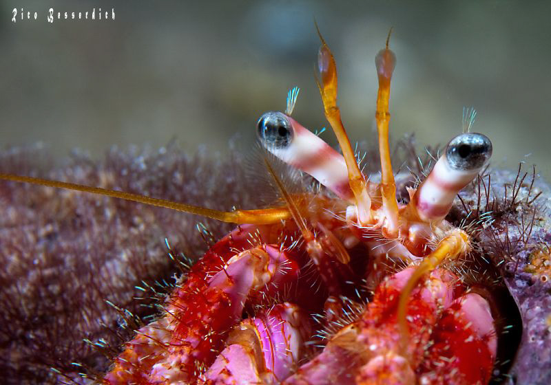 Hermid crab by Rico Besserdich 