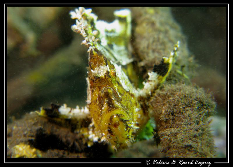 Taenianotus triacanthus by Raoul Caprez 