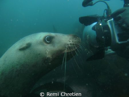 This is one of six Stellar Sea Lions that followed us aro... by Remi Chretien 