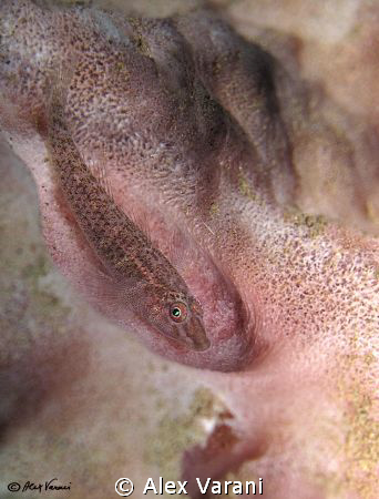Pleurosicya labiata. Pink on...pink by Alex Varani 