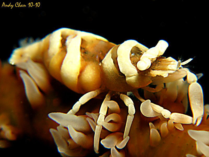 Whip Coral Shrimp - Bali by Andy Chan 