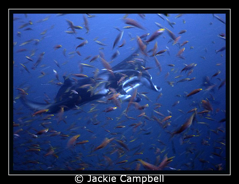 Manta thru the antheas....
Canon S90, wide angle lens, MWB by Jackie Campbell 