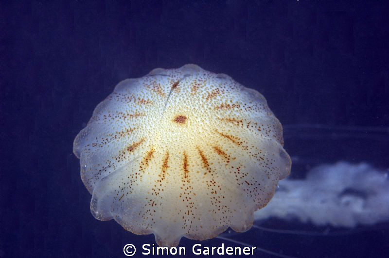 shot with nikon D70s with DS 160 strobes ,105mm macro no ... by Simon Gardener 