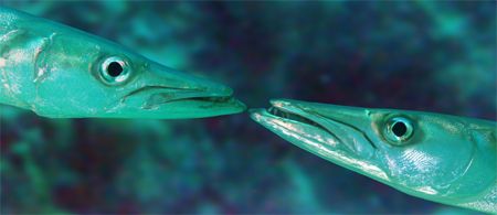 Study of barracuda, mackay reed Northern Queensland by Nigel Witham 