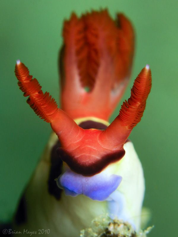 The Harley Davidson of nudibranchs, Nembrotha chamberlaini by Brian Mayes 