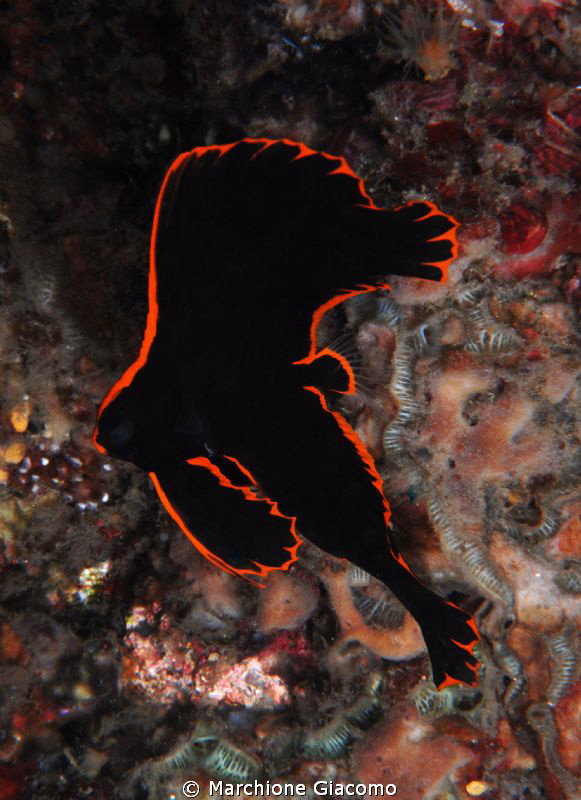Juvenile bat fish
Nikon D200, 60 micro, twin strobo
Lem... by Marchione Giacomo 