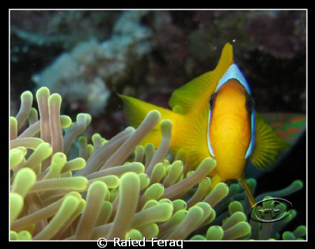 Nemo, by Raied Feraq 