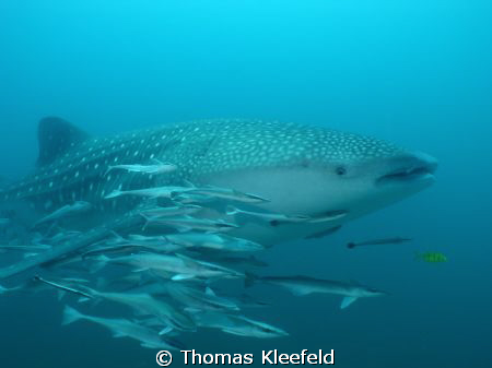 This whaleshark with Remoras (sharksuckers) dove with us ... by Thomas Kleefeld 