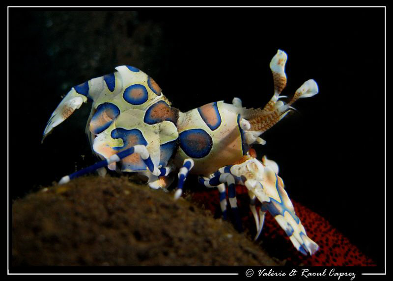 Hymenocera elegans by Raoul Caprez 