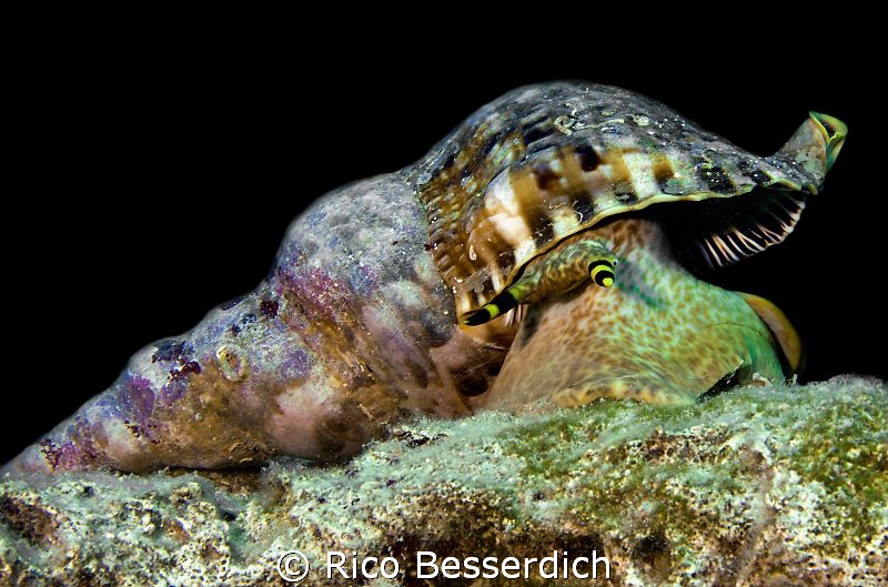 Triton Shell ( Charonia tritonis ) by Rico Besserdich 