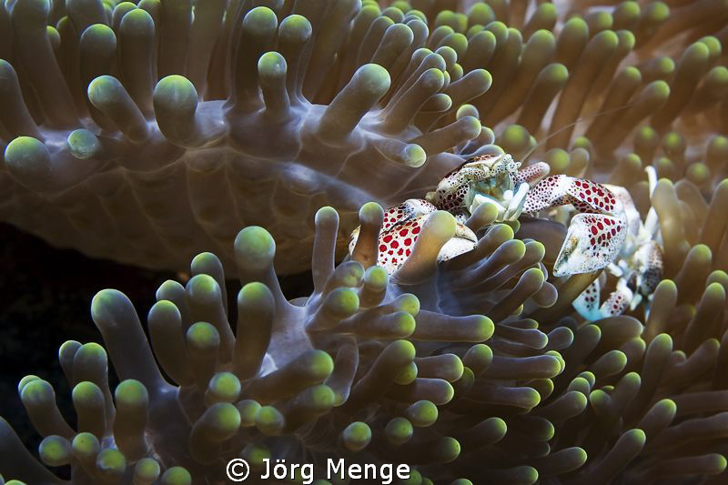 Porcelain Crabs by Jörg Menge 