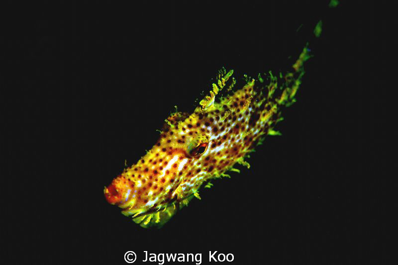 5d / 100mm Macro by Jagwang Koo 