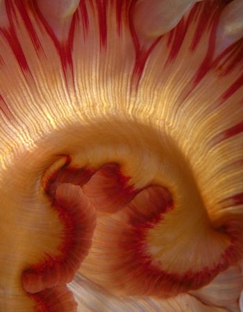 Anemone Mouth, British Columbia (Nikon F4, 105mm Macro, A... by Andrew Dawson 