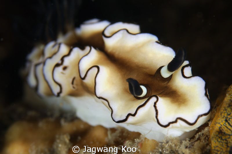 5d Mark2/ 100mm Macro by Jagwang Koo 