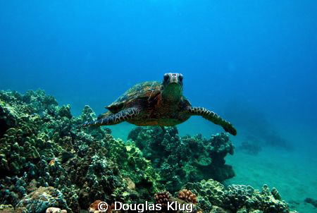 Crush. A green turtle off Makena Landing, Maui, Hawaii.  ... by Douglas Klug 