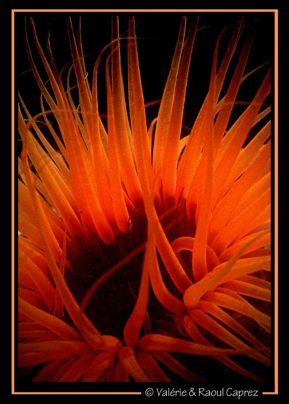 Fire under water by Raoul Caprez 