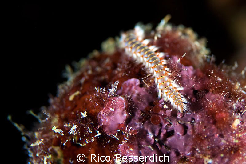 Fireworm by Rico Besserdich 