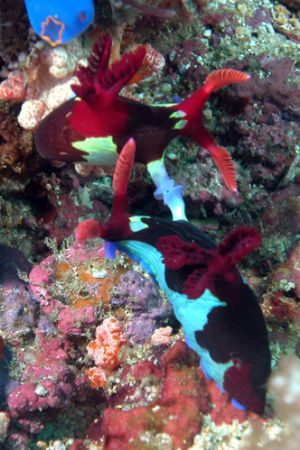 Nembrotha, Puerto Galera, the Philippines. by Ugo Gaggeri 