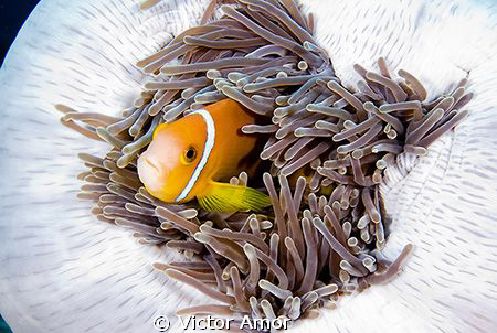 Clown fish by Victor Amor 