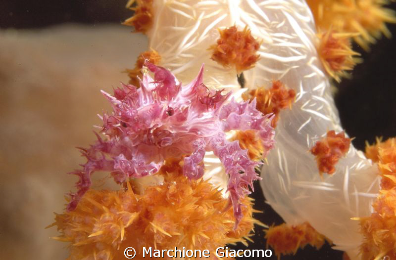 Soft coral crab
Nikon D200
Siladen by Marchione Giacomo 
