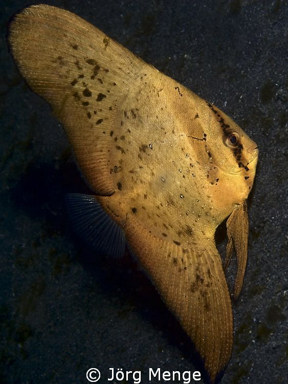Batfish by Jörg Menge 
