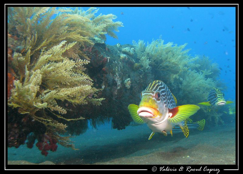 Sweetlips swimming in line along the mast of the US Liber... by Raoul Caprez 