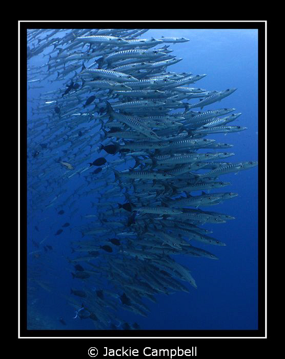 On your marks.........get set....GO
Barracuda dreaming :... by Jackie Campbell 