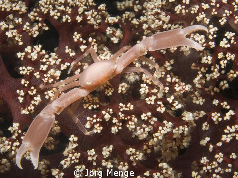 Lissoporcellana
 by Jörg Menge 