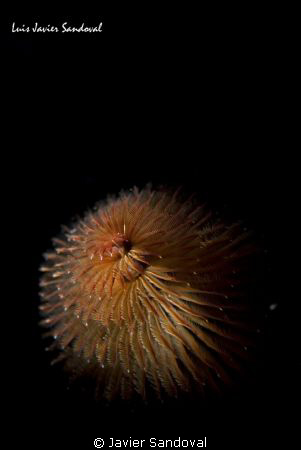 chrismas tree worm, my snoot is getting better, but stil ... by Javier Sandoval 