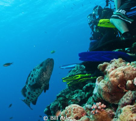 Potato cod inspecting divers at shark dive.  Canon G-10. by Bill Arle 