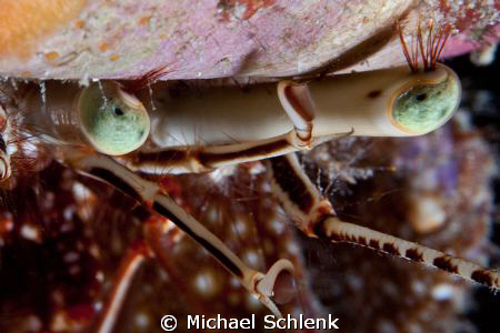 Looking at the eyes of the demon!  And what pretty eyebro... by Michael Schlenk 