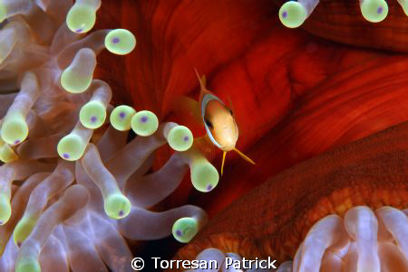 Clown fish by Torresan Patrick 