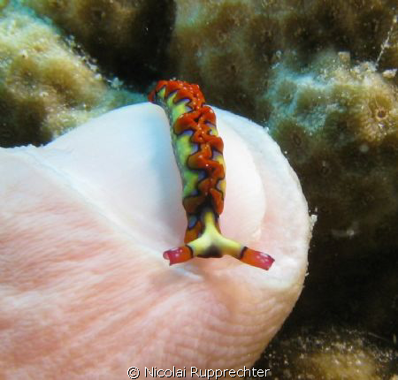 this nudi resting on my indexfinger was taken in nasau ba... by Nicolai Rupprechter 