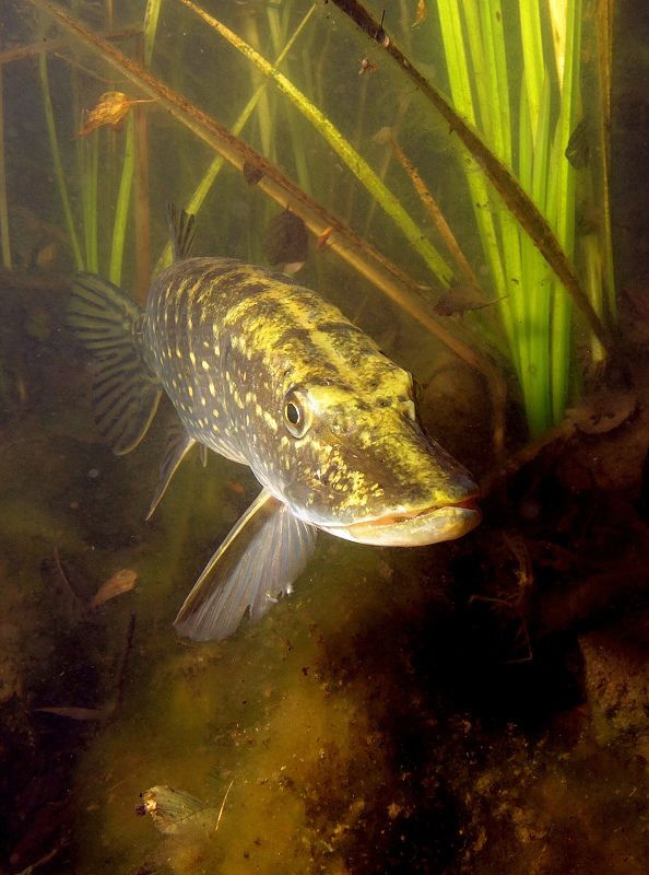 Pike, taken with Canon Eos 50D with 10-22 lens by Veronika Matějková 