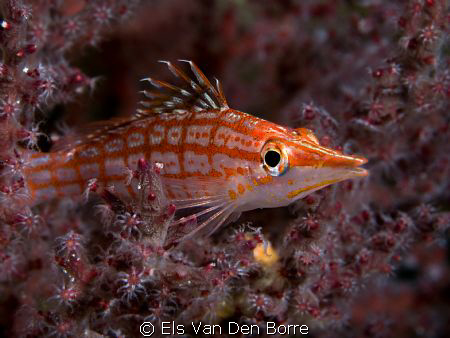 Shot taken with a Nikon D 90- 105mm by Els Van Den Borre 