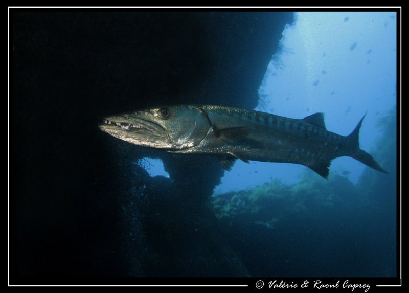 Nice encounter ... by Raoul Caprez 