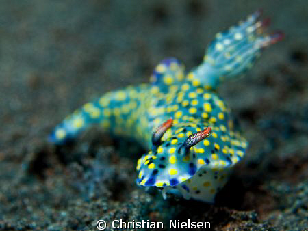 Nice nudibranch in Tulamben. Shot on low aperture, sor on... by Christian Nielsen 