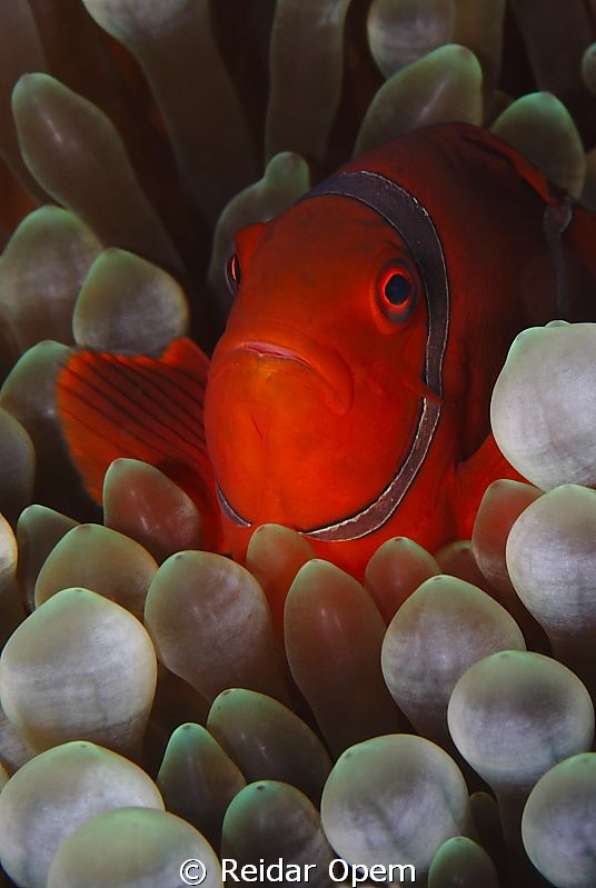 Spine-cheeked clownfish (Premnas biaculeatus) by Reidar Opem 