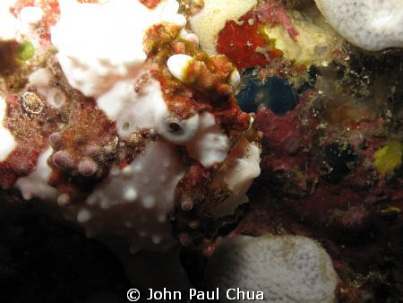 Frog fish taken at Kirby's Rock, Anilao, Batangas by John Paul Chua 