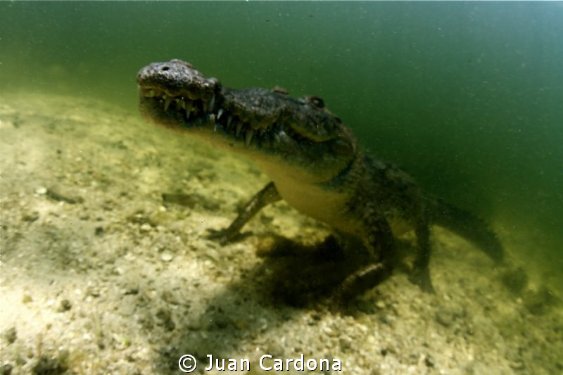 It`s You Again ! by Juan Cardona 