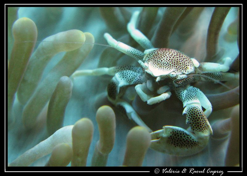 Neopetrolisthes maculatus by Raoul Caprez 