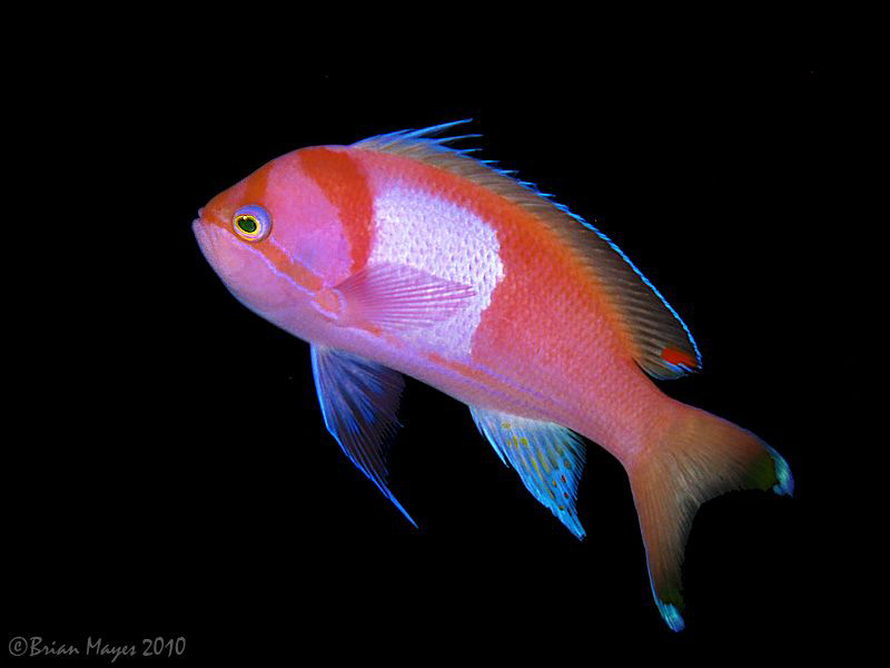 Squarespot Anthias (Pseudanthias pleurotaenia) at Gili La... by Brian Mayes 