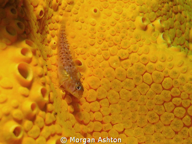 Taken at the Poor Knights at a divesite called Middle Arch. by Morgan Ashton 
