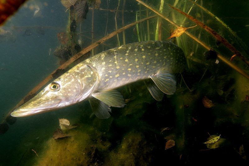 ...Pike by Veronika Matějková 