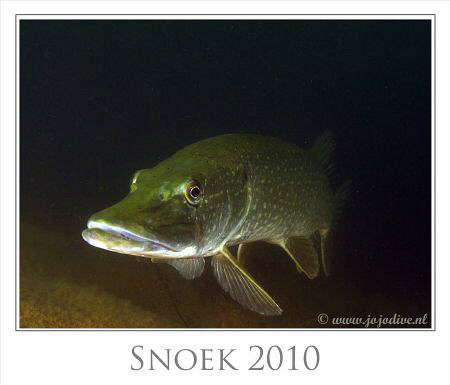 Pike picture made some weeks ago. The same pike as the gr... by John De Jong 