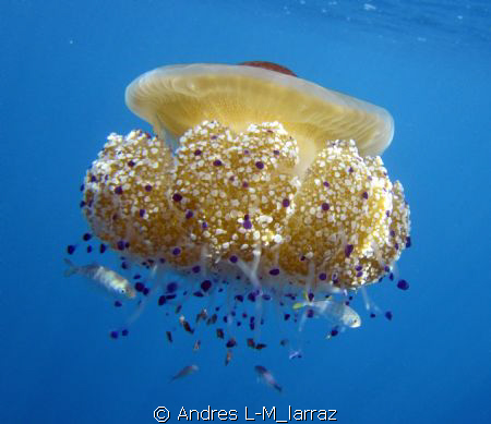 Cotylorhiza tuberculata/ Fried egg jelly!!!! by Andres L-M_larraz 